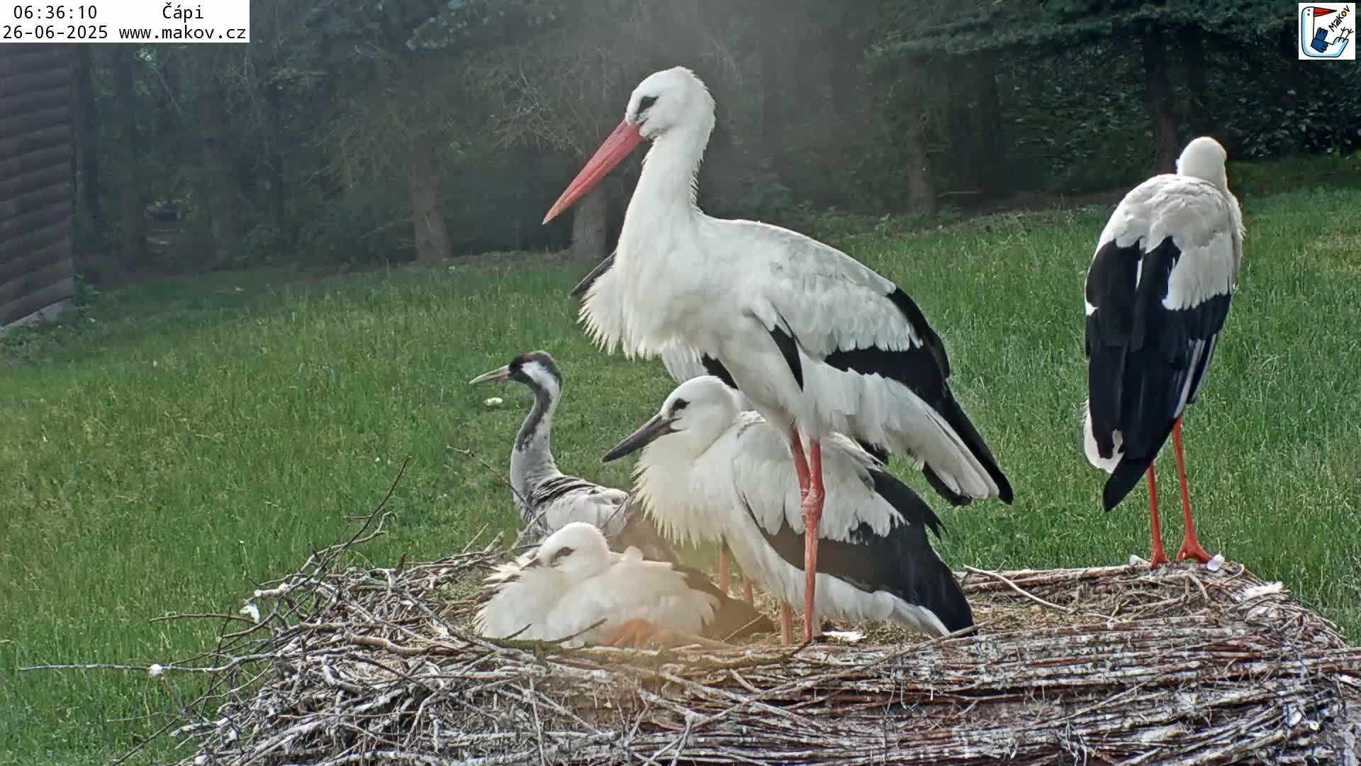 Pisek, Makov Animal Rescue Station Nest Live Cam - Cizova, Pisek, Juhočeský Kraj (South Bohemian), Czechia
