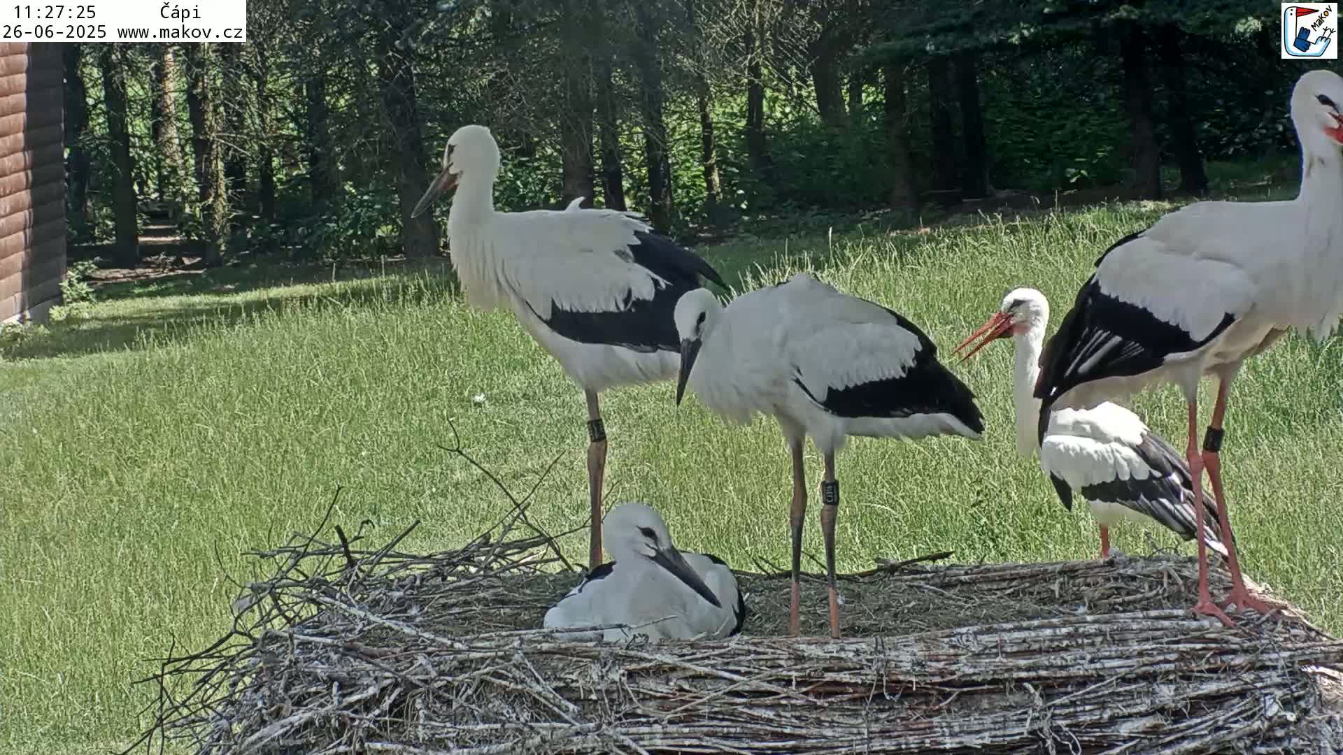 Pisek, Makov Animal Rescue Station Nest Live Cam - Cizova, Pisek, Juhočeský Kraj (South Bohemian), Czechia
