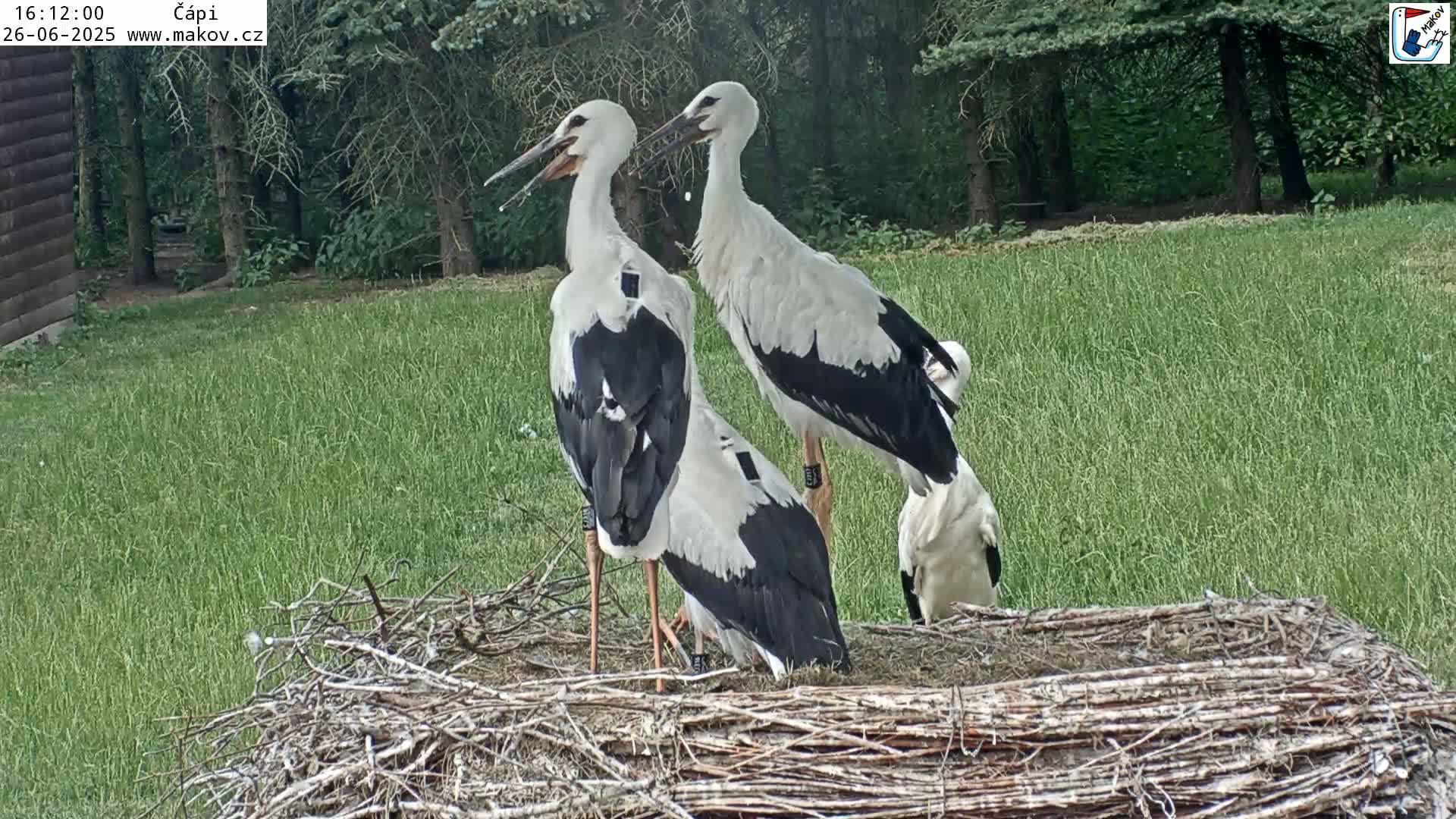 Pisek, Makov Animal Rescue Station Nest Live Cam - Cizova, Pisek, Juhočeský Kraj (South Bohemian), Czechia