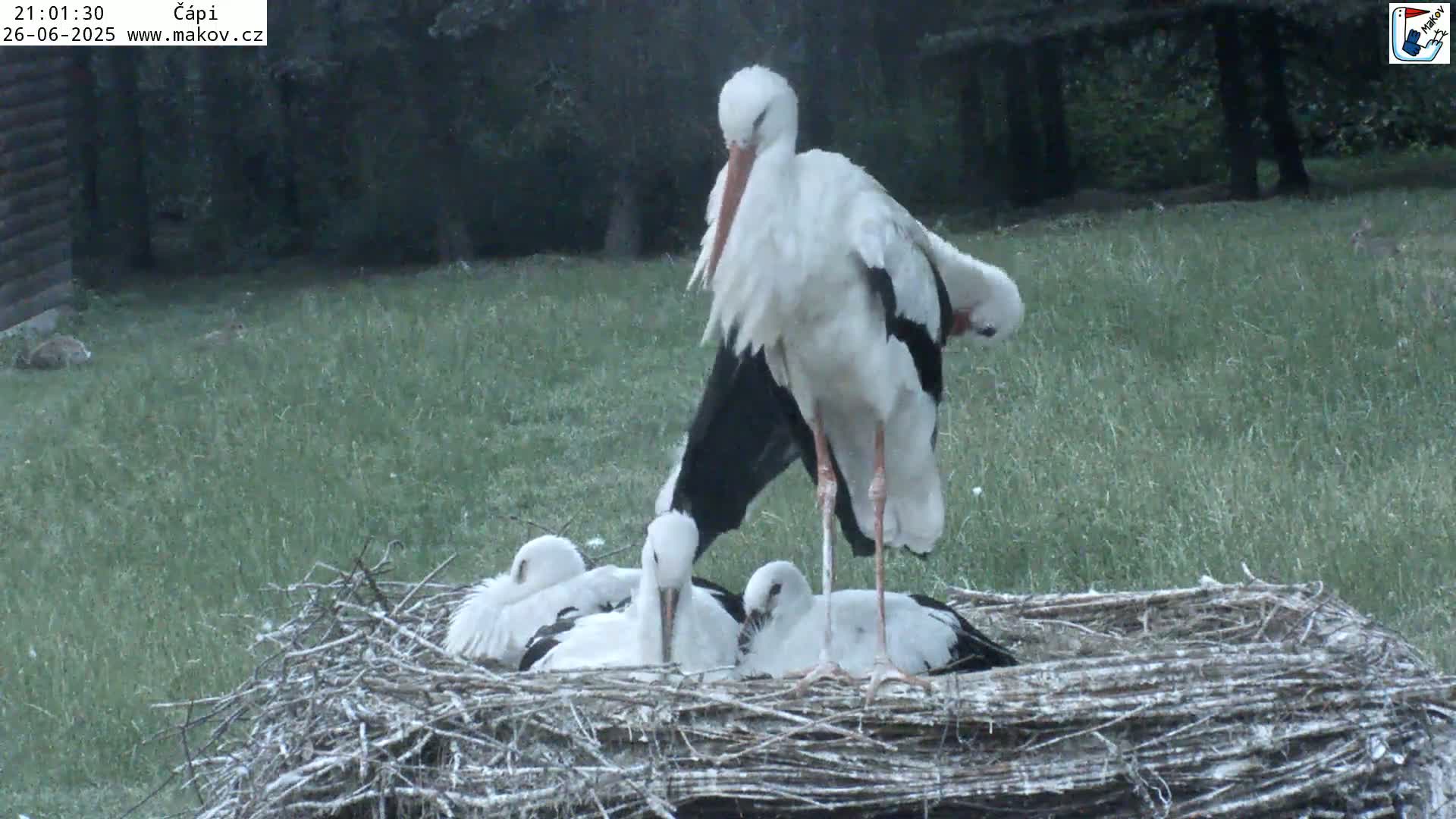 Pisek, Makov Animal Rescue Station Nest Live Cam - Cizova, Pisek, Juhočeský Kraj (South Bohemian), Czechia