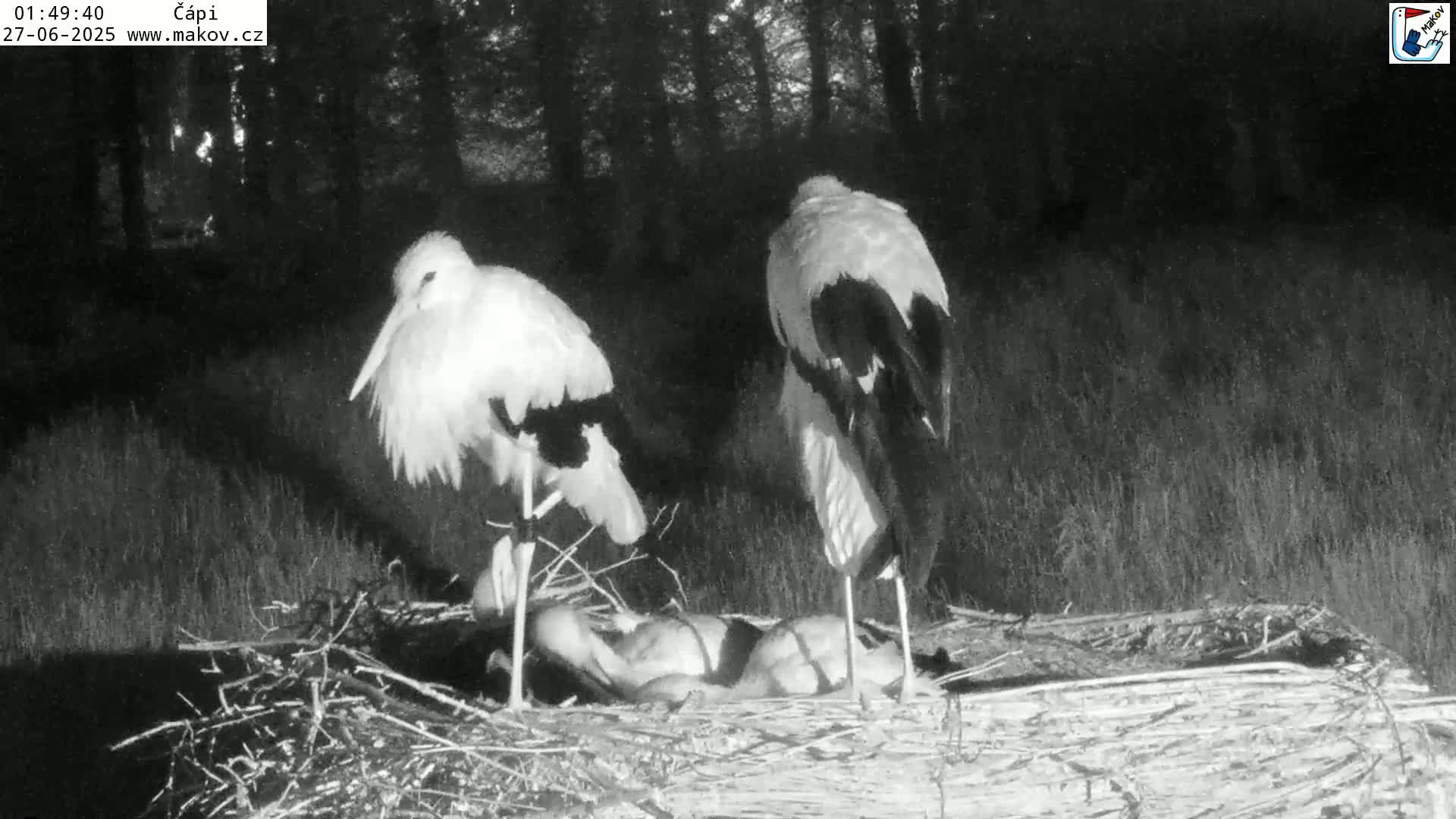 Pisek, Makov Animal Rescue Station Nest Live Cam - Cizova, Pisek, Juhočeský Kraj (South Bohemian), Czechia