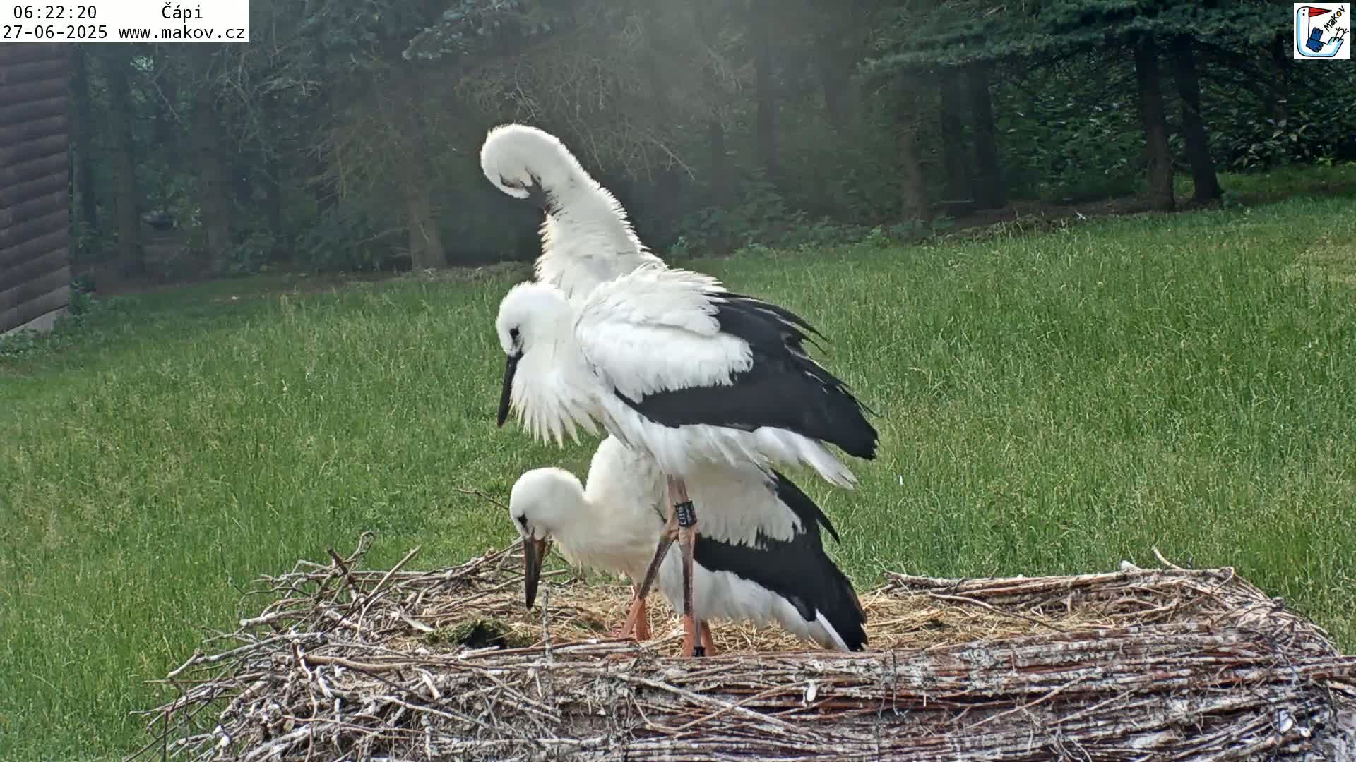 Pisek, Makov Animal Rescue Station Nest Live Cam - Cizova, Pisek, Juhočeský Kraj (South Bohemian), Czechia