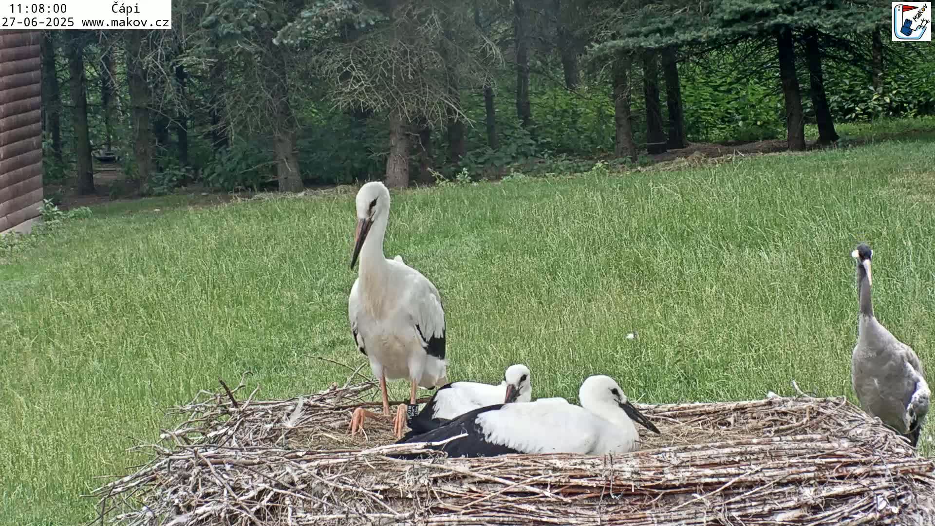 Pisek, Makov Animal Rescue Station Nest Live Cam - Cizova, Pisek, Juhočeský Kraj (South Bohemian), Czechia