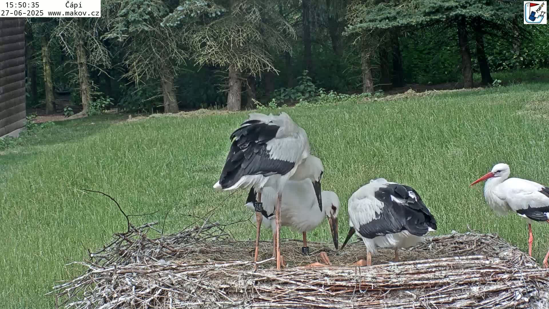 Pisek, Makov Animal Rescue Station Nest Live Cam - Cizova, Pisek, Juhočeský Kraj (South Bohemian), Czechia
