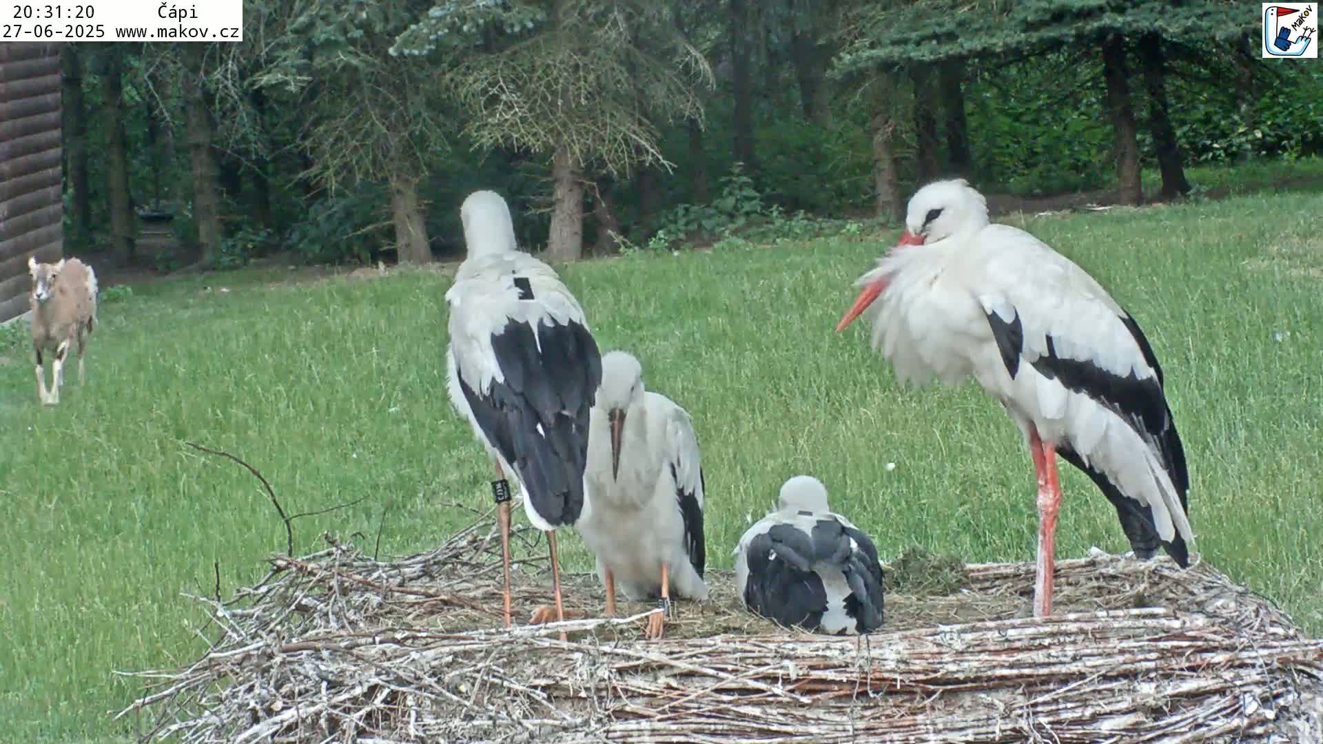Pisek, Makov Animal Rescue Station Nest Live Cam - Cizova, Pisek, Juhočeský Kraj (South Bohemian), Czechia
