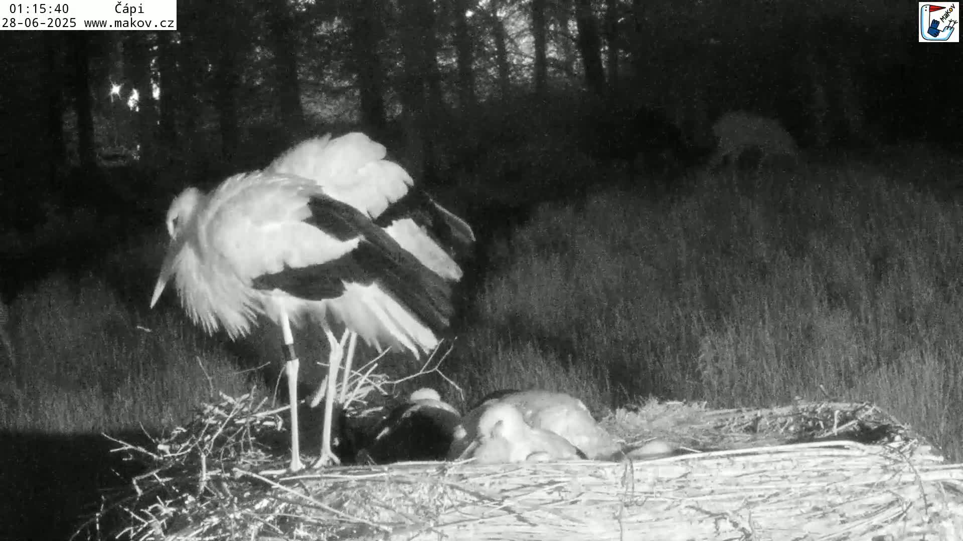 Pisek, Makov Animal Rescue Station Nest Live Cam - Cizova, Pisek, Juhočeský Kraj (South Bohemian), Czechia
