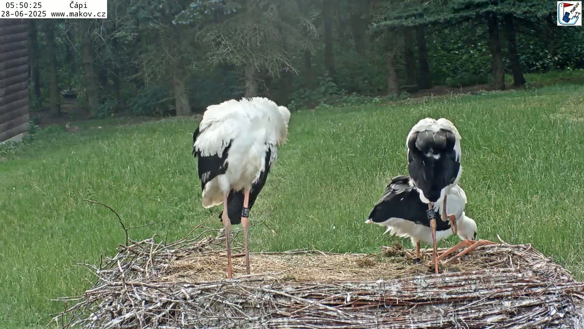 Pisek, Makov Animal Rescue Station Nest Live Cam - Cizova, Pisek, Juhočeský Kraj (South Bohemian), Czechia