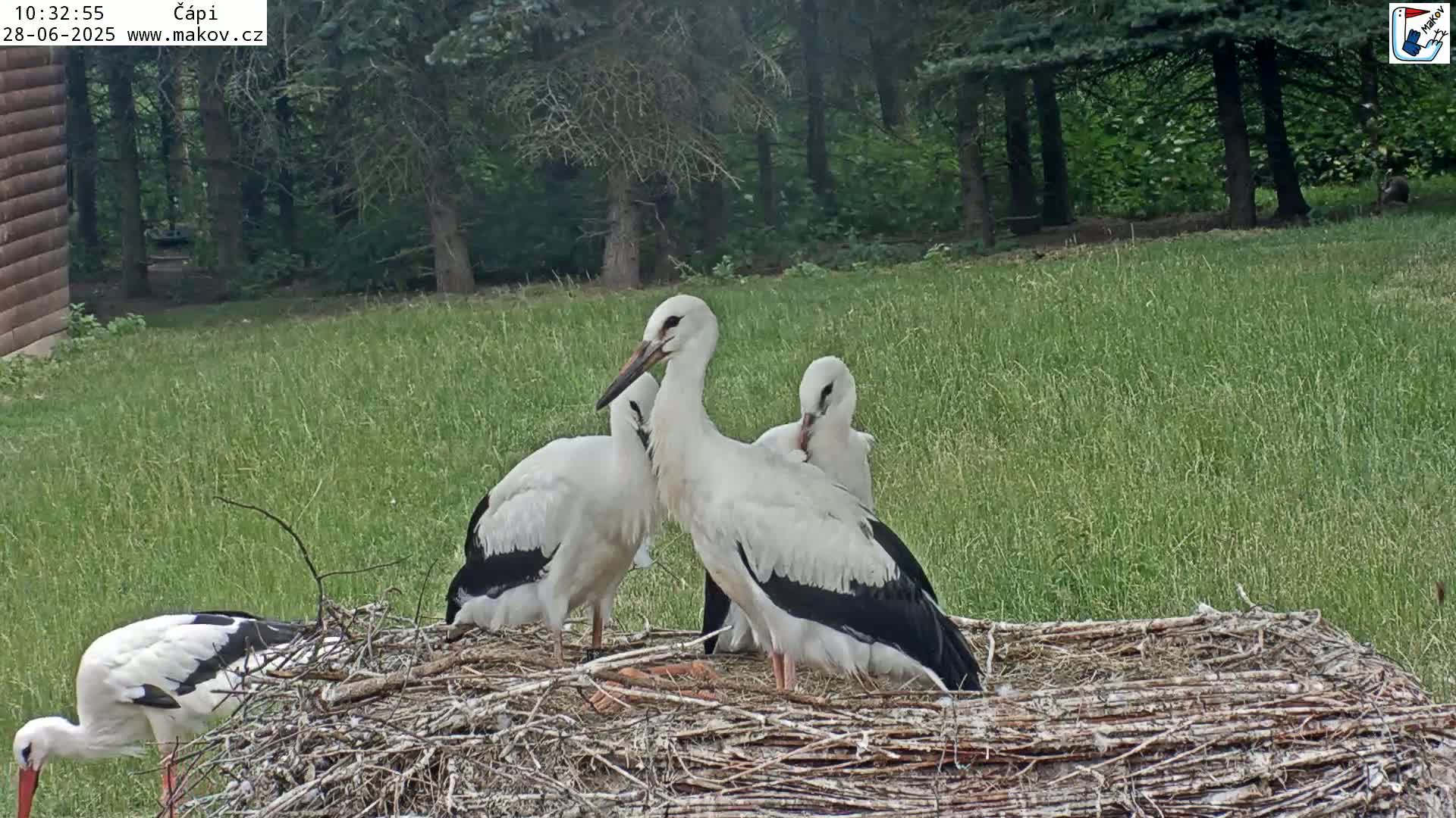 Pisek, Makov Animal Rescue Station Nest Live Cam - Cizova, Pisek, Juhočeský Kraj (South Bohemian), Czechia
