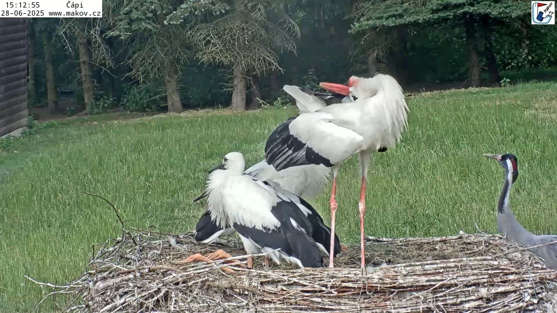 Pisek, Makov Animal Rescue Station Nest Live Cam - Cizova, Pisek, Juhočeský Kraj (South Bohemian), Czechia