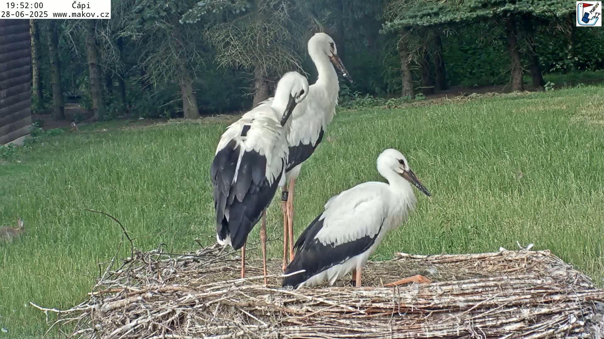 Pisek, Makov Animal Rescue Station Nest Live Cam - Cizova, Pisek, Juhočeský Kraj (South Bohemian), Czechia