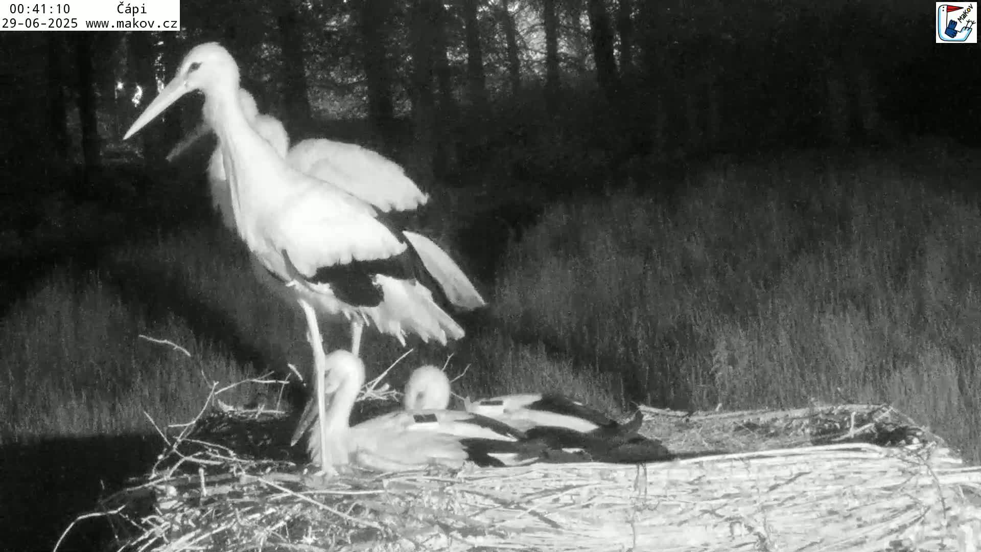 Pisek, Makov Animal Rescue Station Nest Live Cam - Cizova, Pisek, Juhočeský Kraj (South Bohemian), Czechia