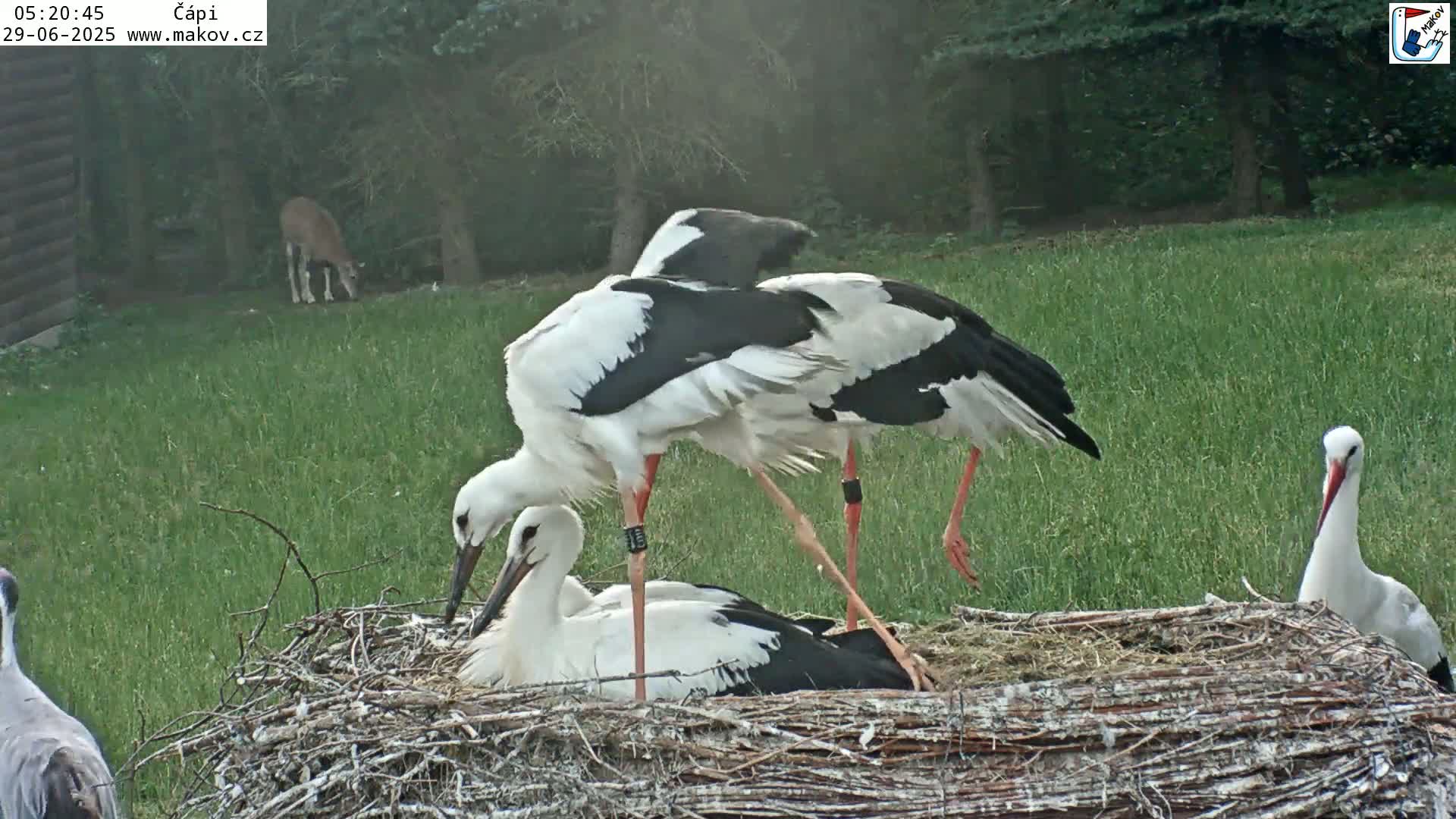 Pisek, Makov Animal Rescue Station Nest Live Cam - Cizova, Pisek, Juhočeský Kraj (South Bohemian), Czechia