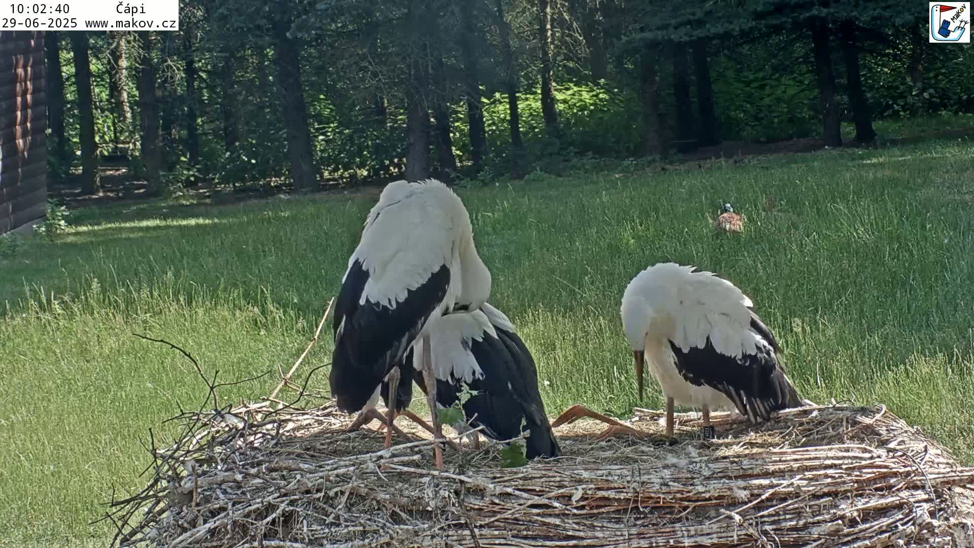 Three white and black storks are huddled together on a large nest in a sunny grassy area bordered by trees.