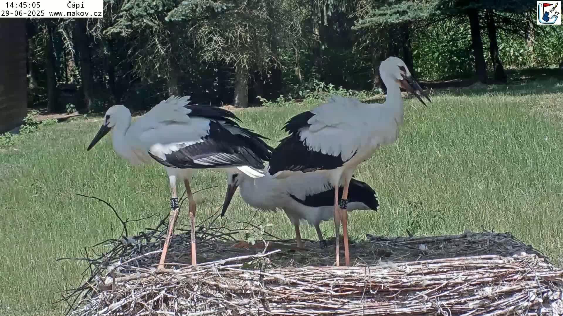Pisek, Makov Animal Rescue Station Nest Live Cam - Cizova, Pisek, Juhočeský Kraj (South Bohemian), Czechia