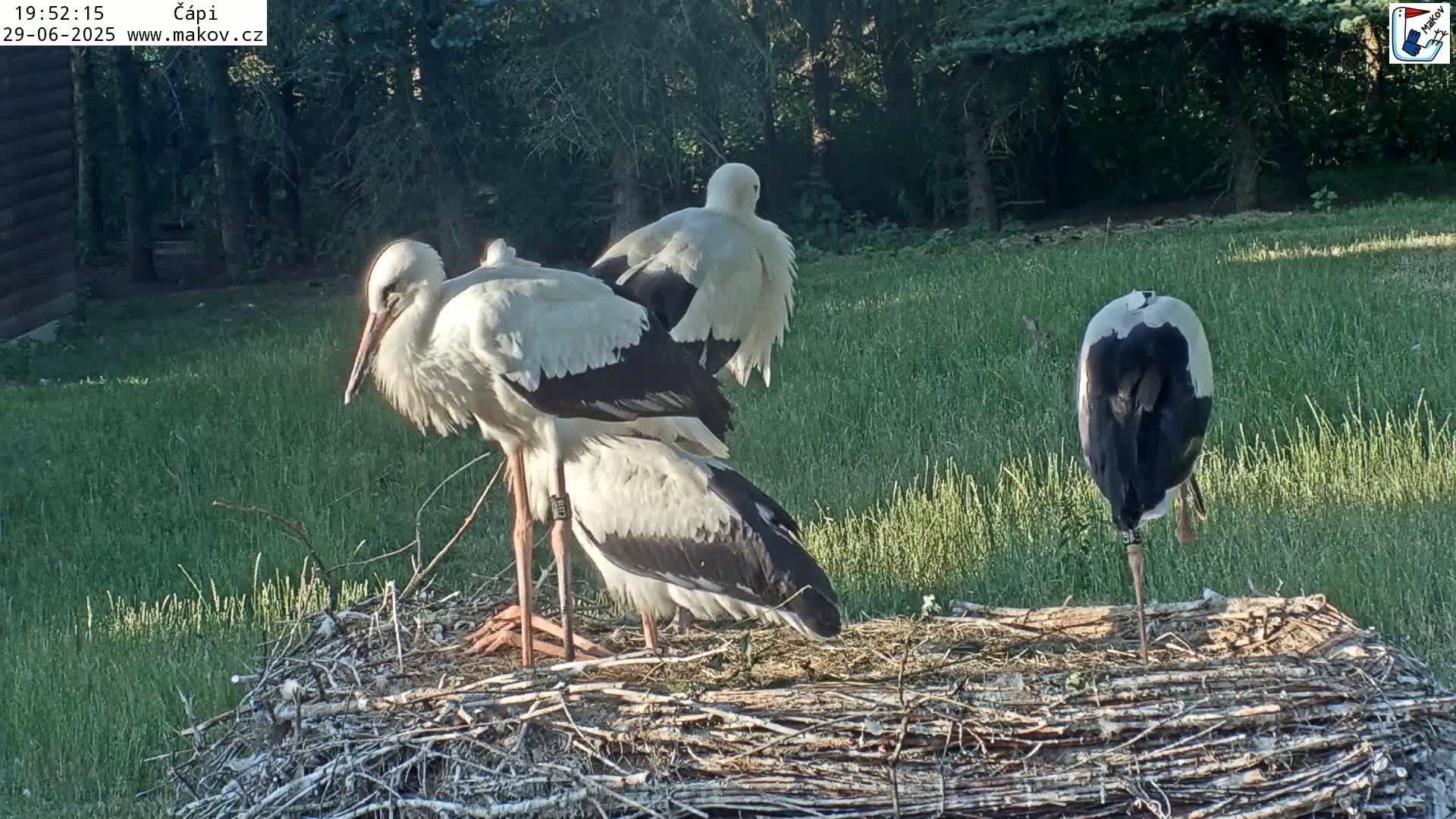 Pisek, Makov Animal Rescue Station Nest Live Cam - Cizova, Pisek, Juhočeský Kraj (South Bohemian), Czechia