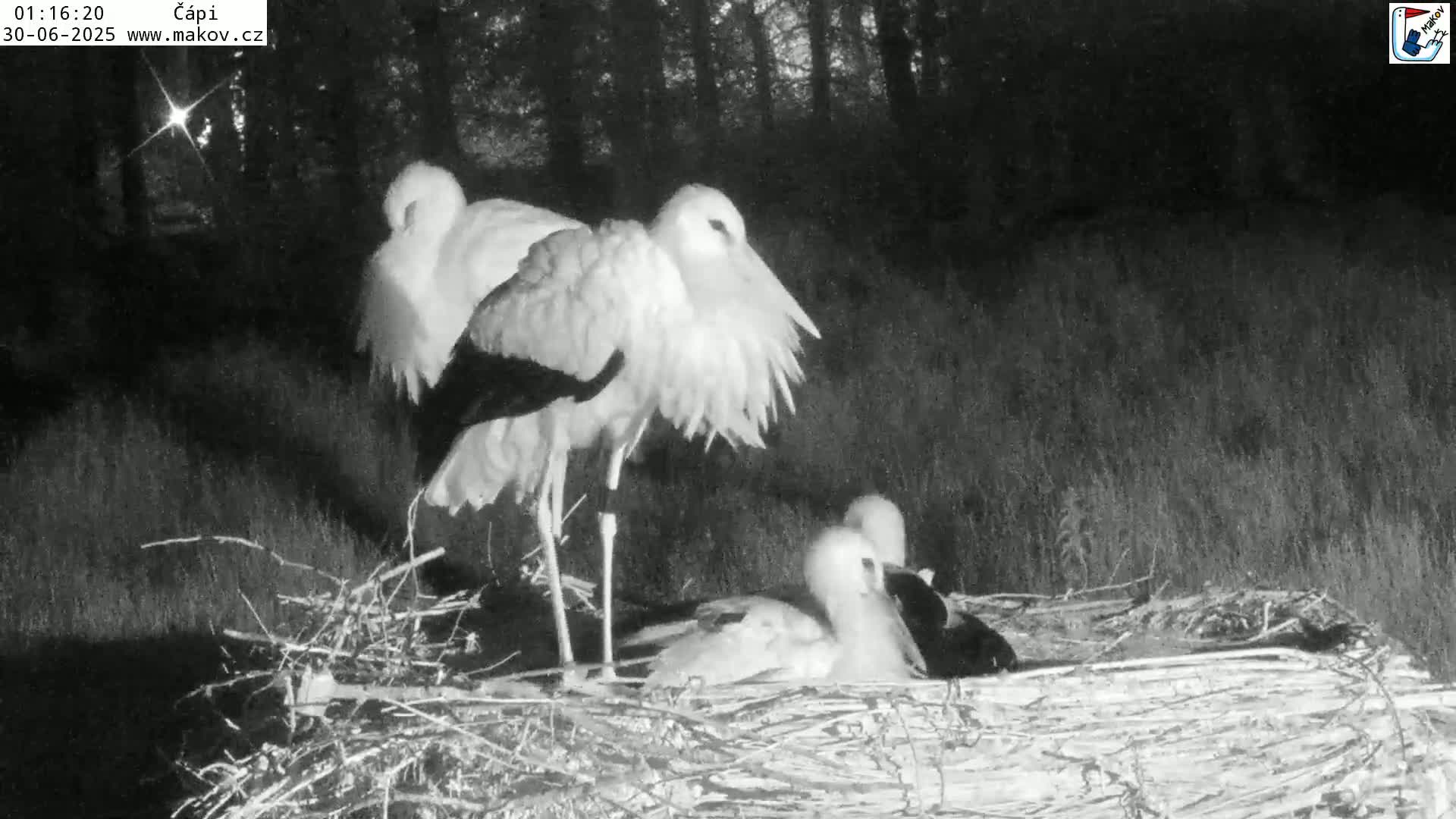 Pisek, Makov Animal Rescue Station Nest Live Cam - Cizova, Pisek, Juhočeský Kraj (South Bohemian), Czechia