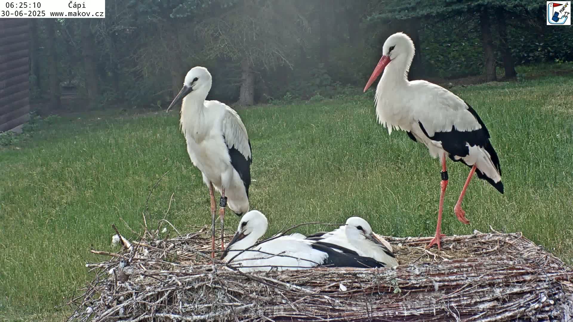 Pisek, Makov Animal Rescue Station Nest Live Cam - Cizova, Pisek, Juhočeský Kraj (South Bohemian), Czechia
