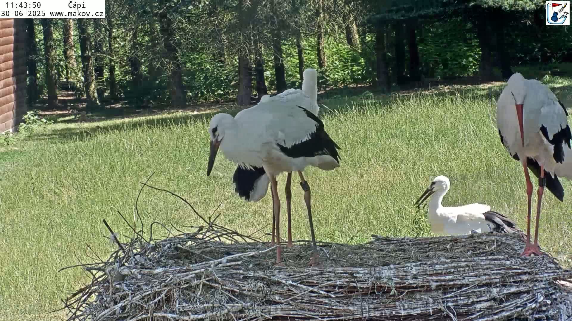 Pisek, Makov Animal Rescue Station Nest Live Cam - Cizova, Pisek, Juhočeský Kraj (South Bohemian), Czechia