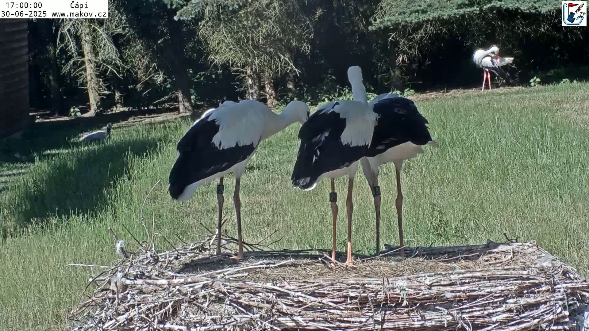 Pisek, Makov Animal Rescue Station Nest Live Cam - Cizova, Pisek, Juhočeský Kraj (South Bohemian), Czechia