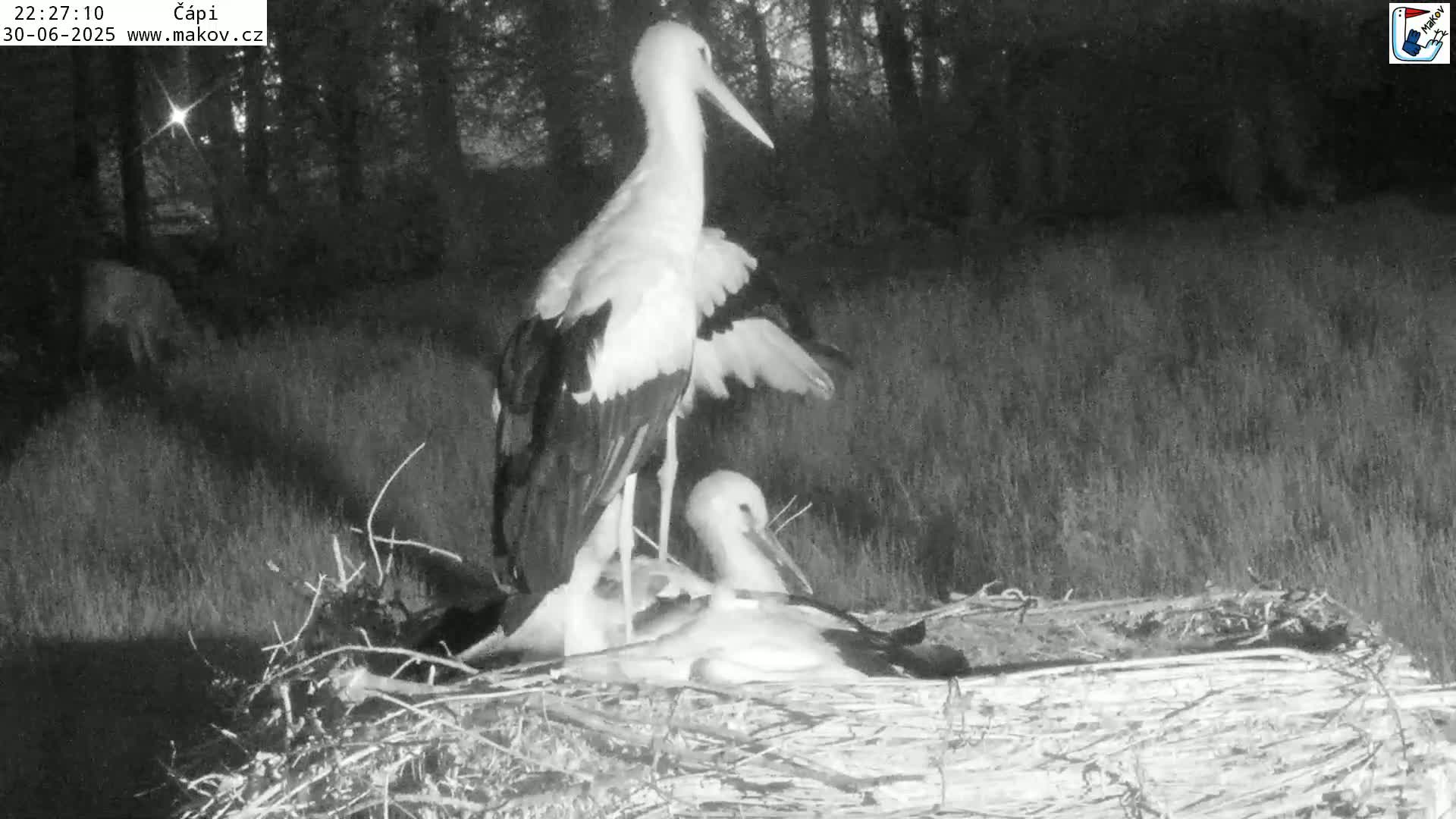 Pisek, Makov Animal Rescue Station Nest Live Cam - Cizova, Pisek, Juhočeský Kraj (South Bohemian), Czechia