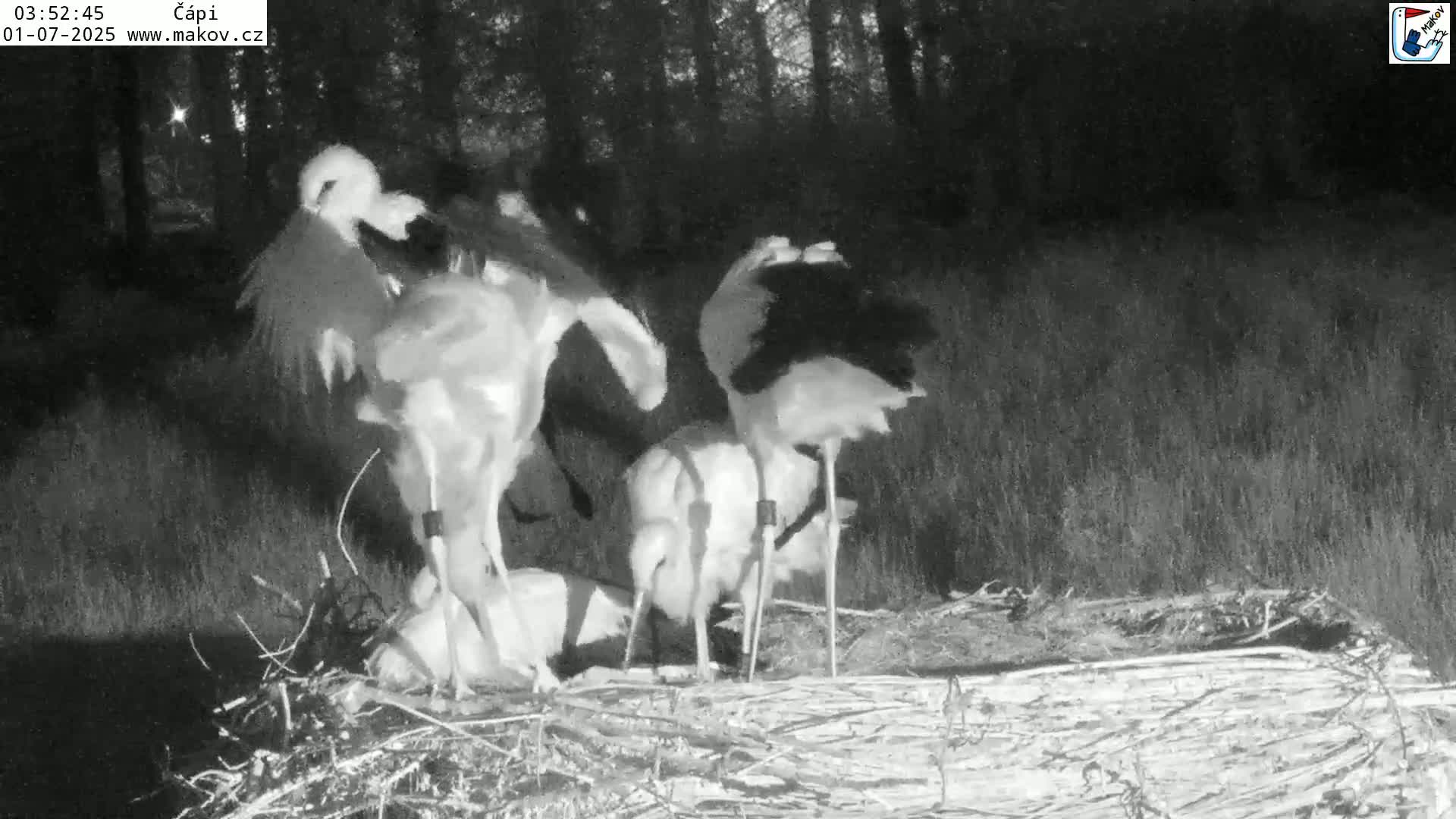 Pisek, Makov Animal Rescue Station Nest Live Cam - Cizova, Pisek, Juhočeský Kraj (South Bohemian), Czechia