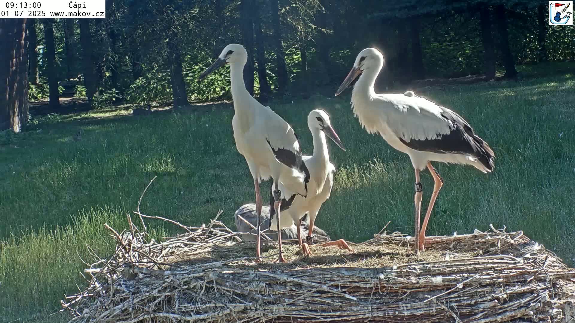Three white storks stand on a large nest in a sunny, grassy area surrounded by trees.