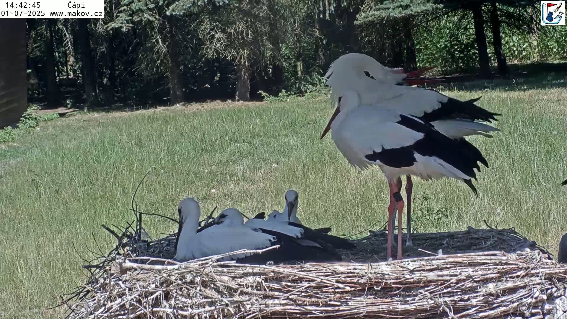 Pisek, Makov Animal Rescue Station Nest Live Cam - Cizova, Pisek, Juhočeský Kraj (South Bohemian), Czechia