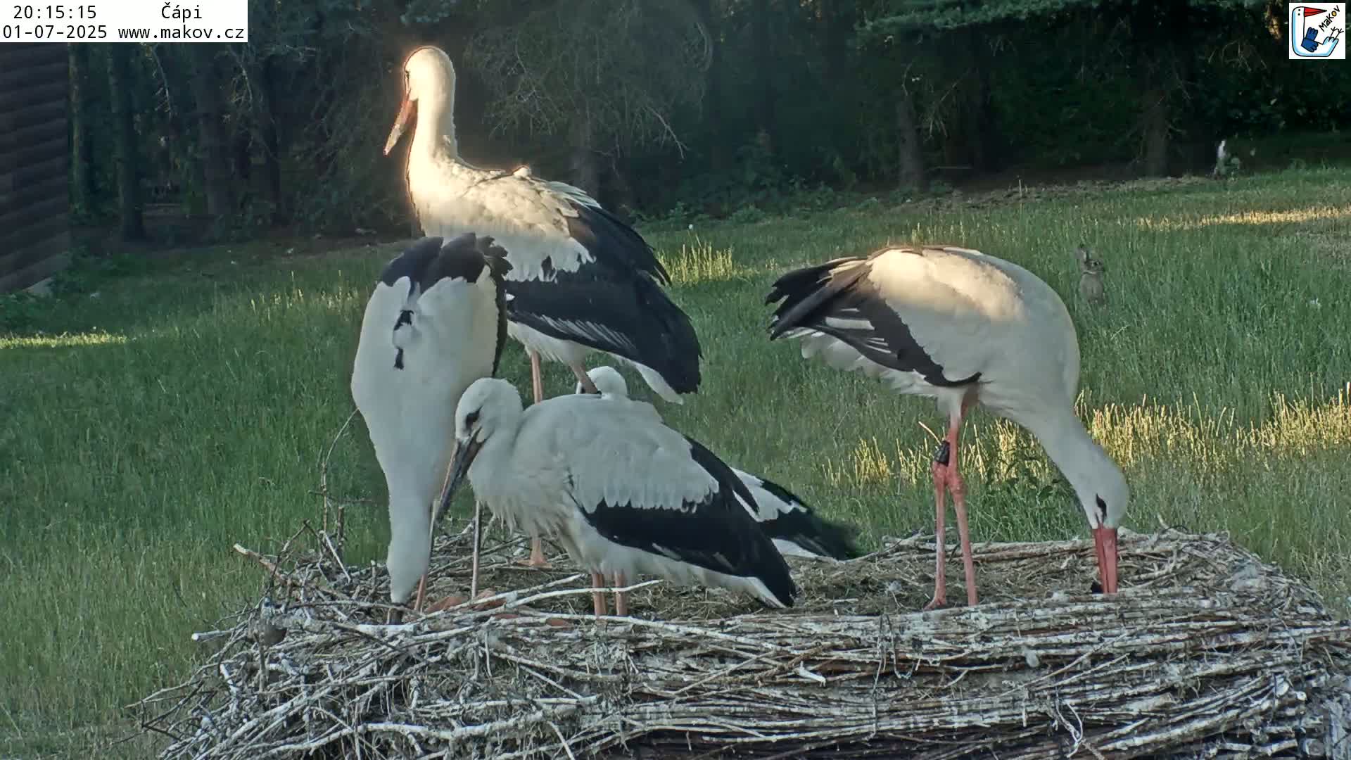 Pisek, Makov Animal Rescue Station Nest Live Cam - Cizova, Pisek, Juhočeský Kraj (South Bohemian), Czechia