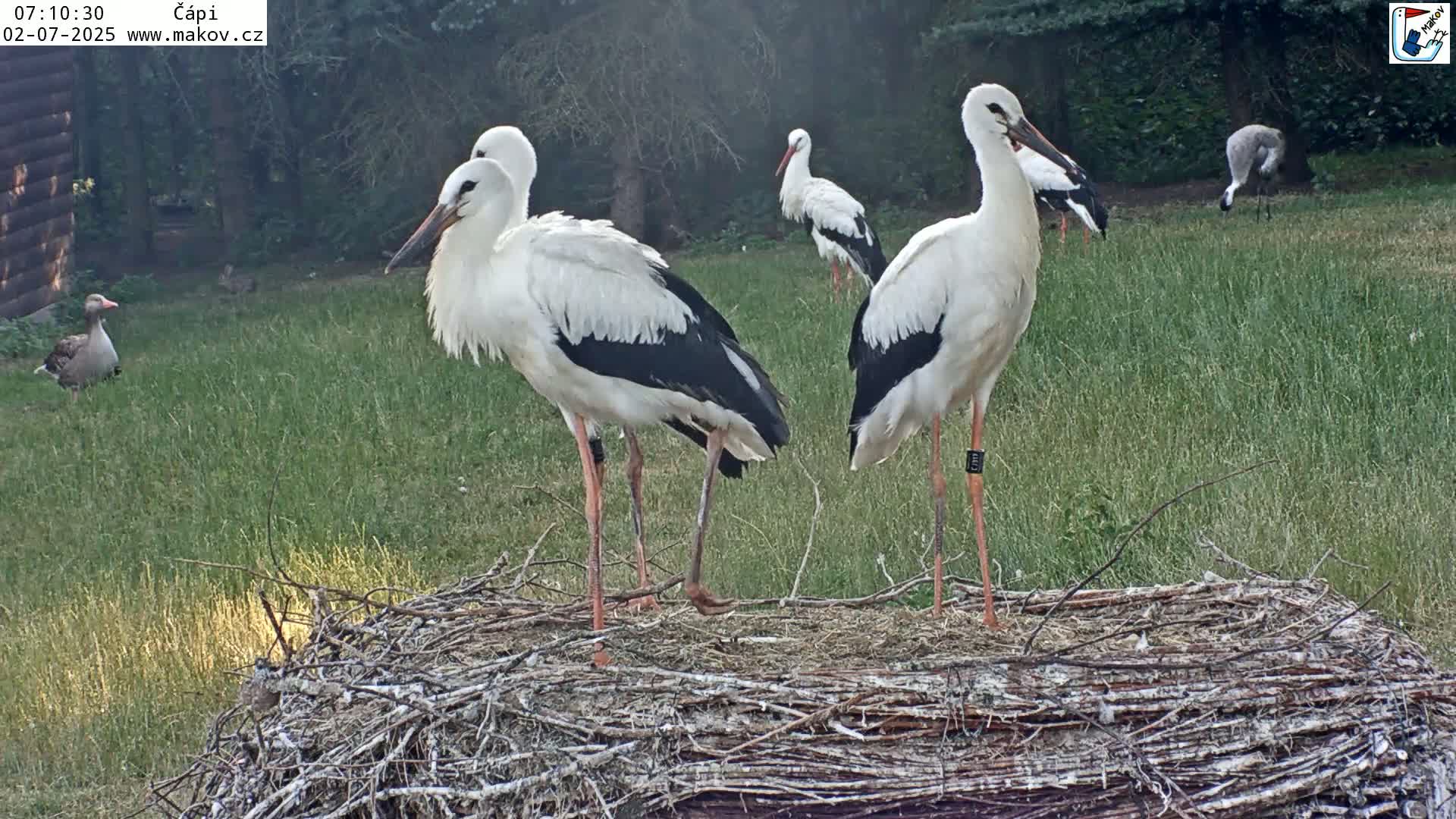Pisek, Makov Animal Rescue Station Nest Live Cam - Cizova, Pisek, Juhočeský Kraj (South Bohemian), Czechia