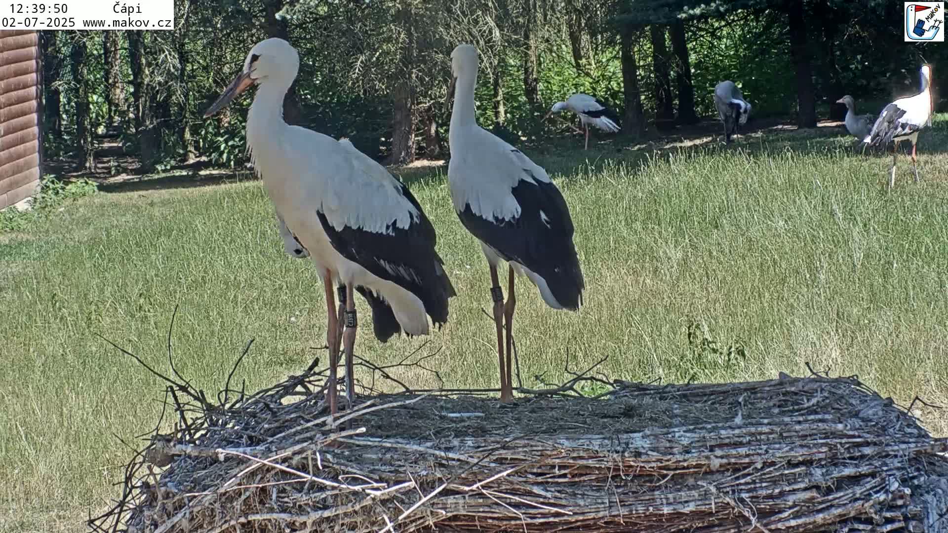 Pisek, Makov Animal Rescue Station Nest Live Cam - Cizova, Pisek, Juhočeský Kraj (South Bohemian), Czechia