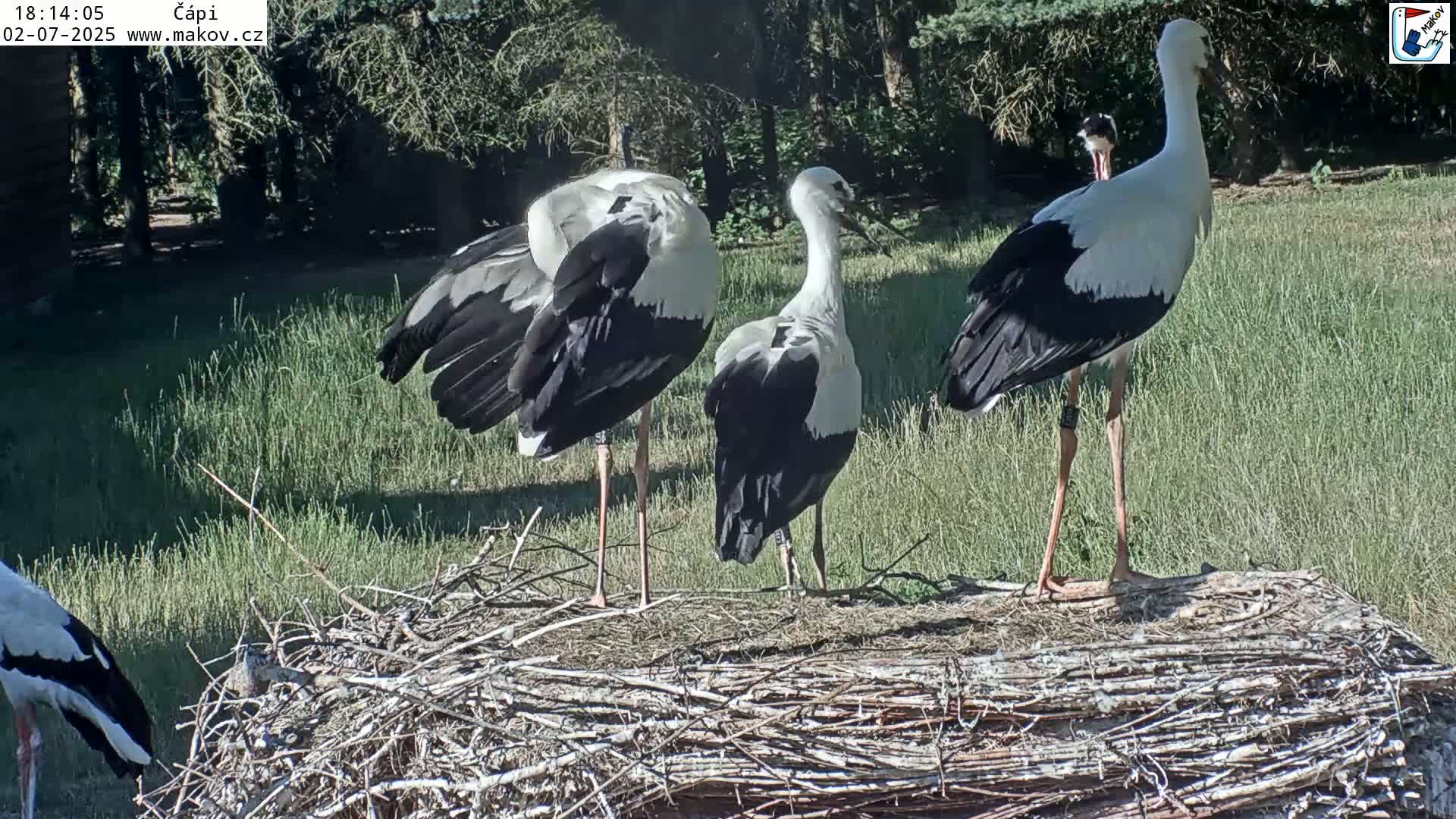 Pisek, Makov Animal Rescue Station Nest Live Cam - Cizova, Pisek, Juhočeský Kraj (South Bohemian), Czechia