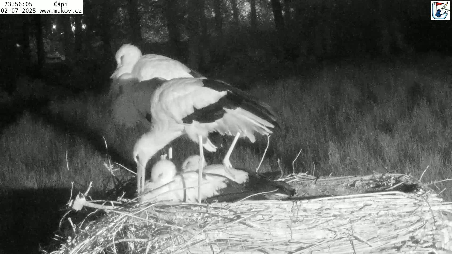 Pisek, Makov Animal Rescue Station Nest Live Cam - Cizova, Pisek, Juhočeský Kraj (South Bohemian), Czechia