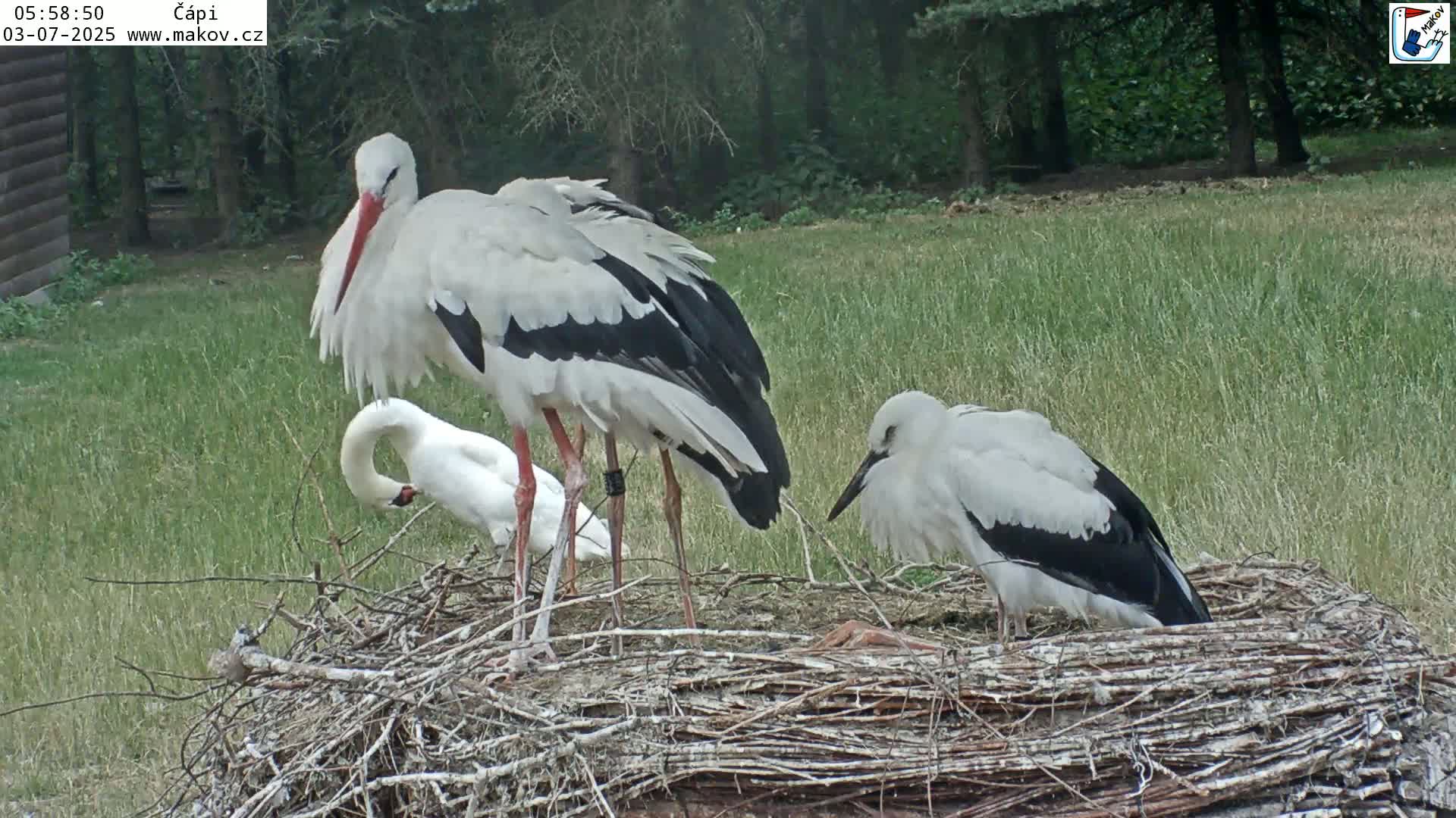 Pisek, Makov Animal Rescue Station Nest Live Cam - Cizova, Pisek, Juhočeský Kraj (South Bohemian), Czechia