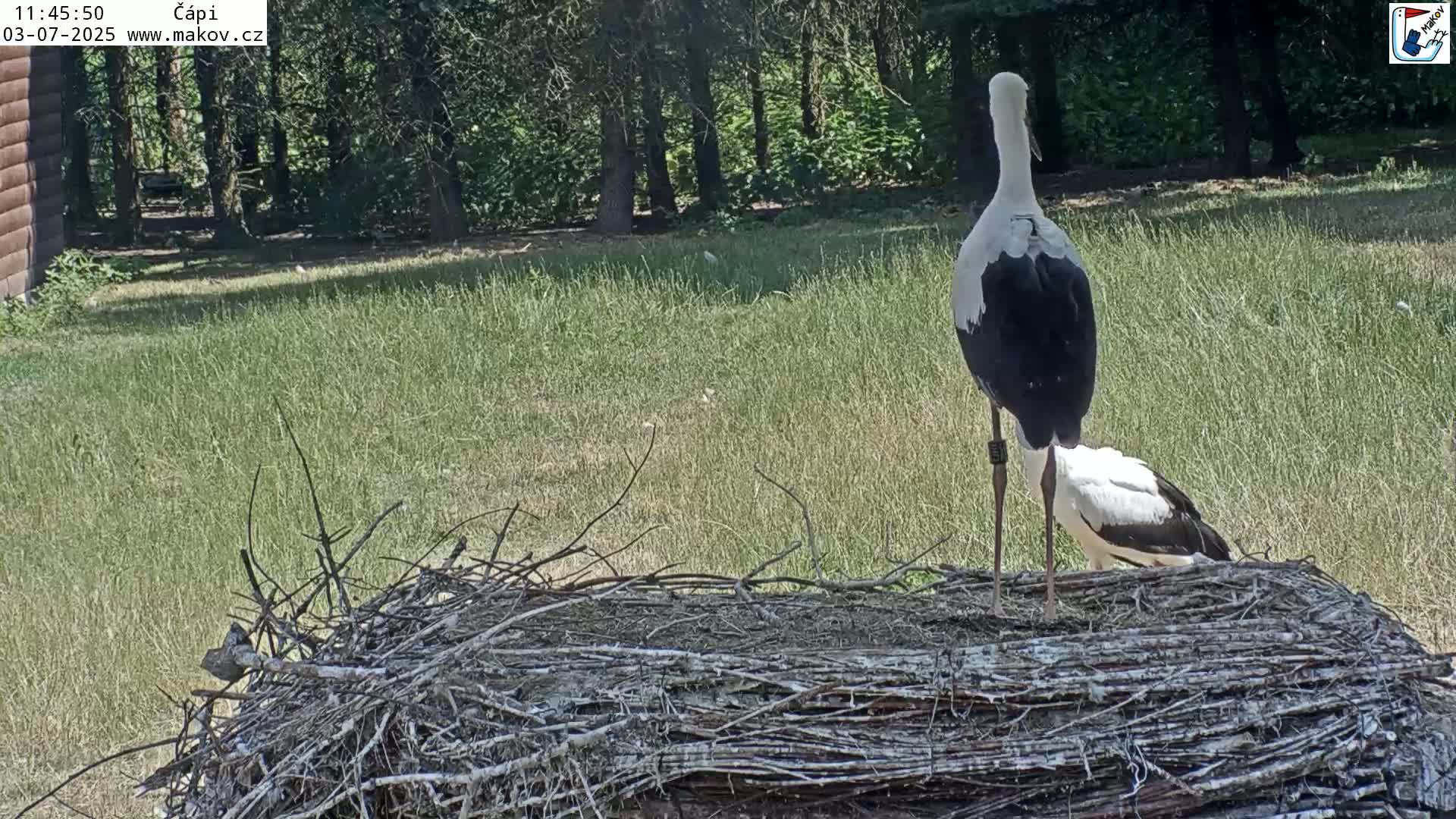 Pisek, Makov Animal Rescue Station Nest Live Cam - Cizova, Pisek, Juhočeský Kraj (South Bohemian), Czechia