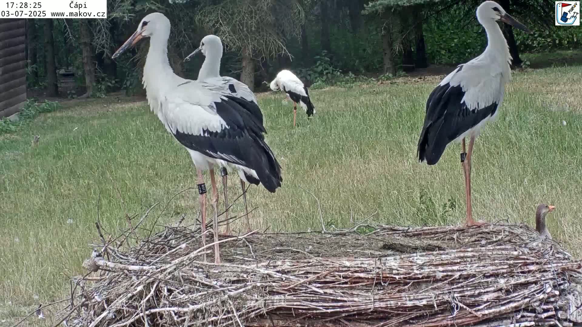 Pisek, Makov Animal Rescue Station Nest Live Cam - Cizova, Pisek, Juhočeský Kraj (South Bohemian), Czechia