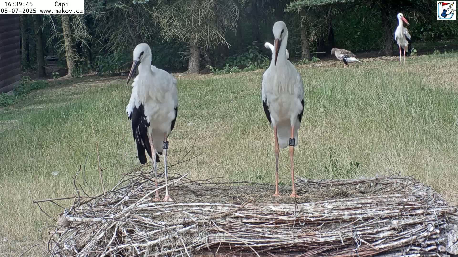 Pisek, Makov Animal Rescue Station Nest Live Cam - Cizova, Pisek, Juhočeský Kraj (South Bohemian), Czechia