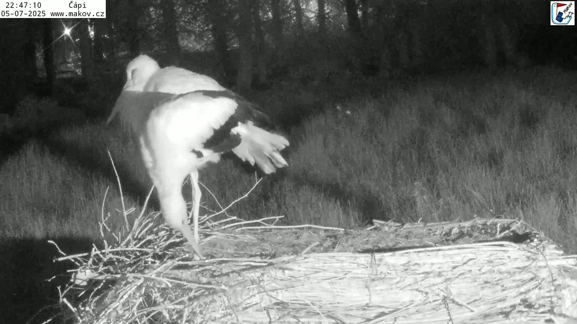 Pisek, Makov Animal Rescue Station Nest Live Cam - Cizova, Pisek, Juhočeský Kraj (South Bohemian), Czechia