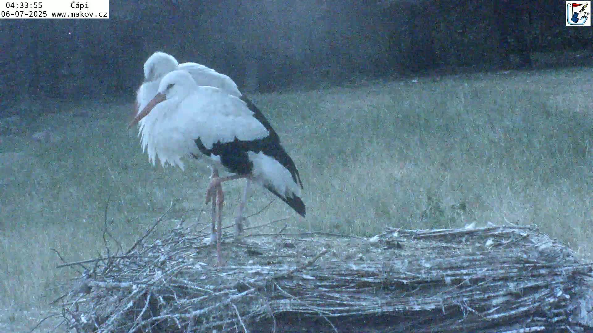 Pisek, Makov Animal Rescue Station Nest Live Cam - Cizova, Pisek, Juhočeský Kraj (South Bohemian), Czechia