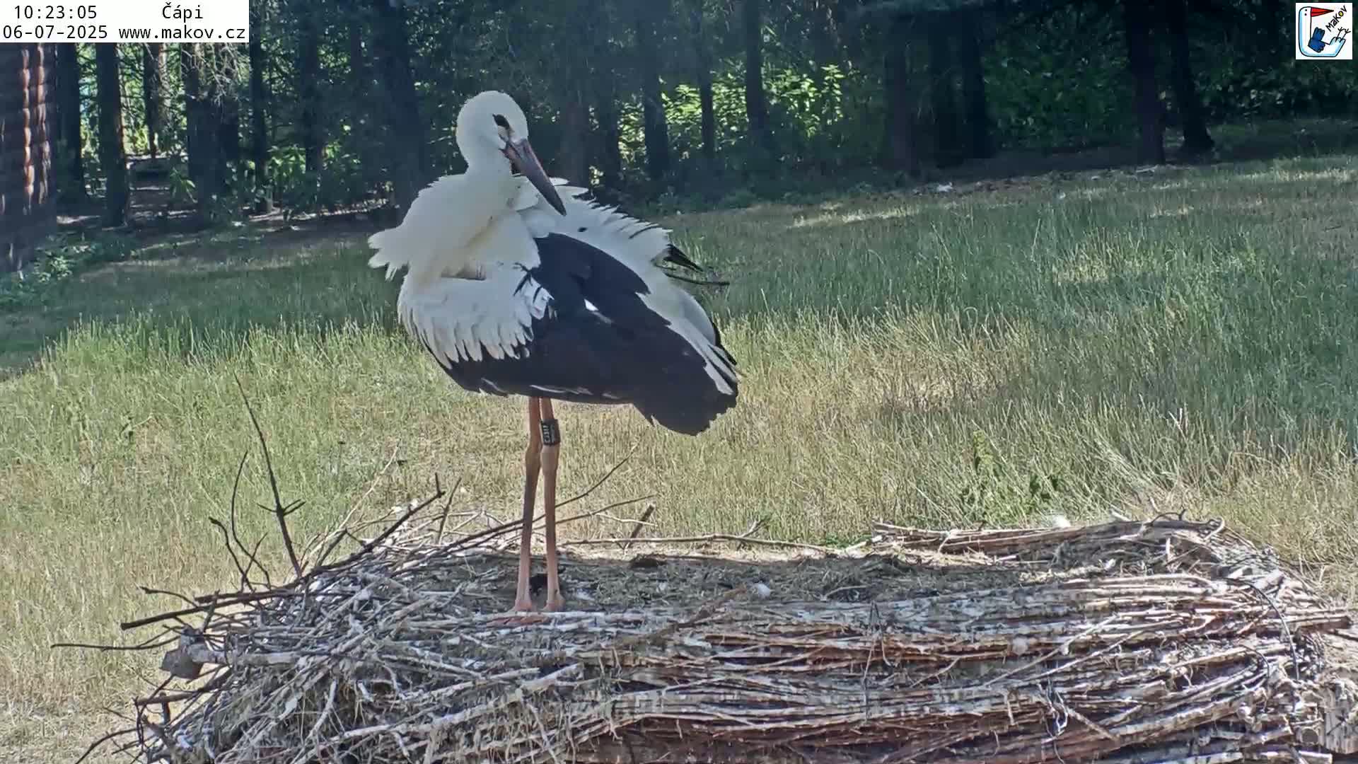 Pisek, Makov Animal Rescue Station Nest Live Cam - Cizova, Pisek, Juhočeský Kraj (South Bohemian), Czechia