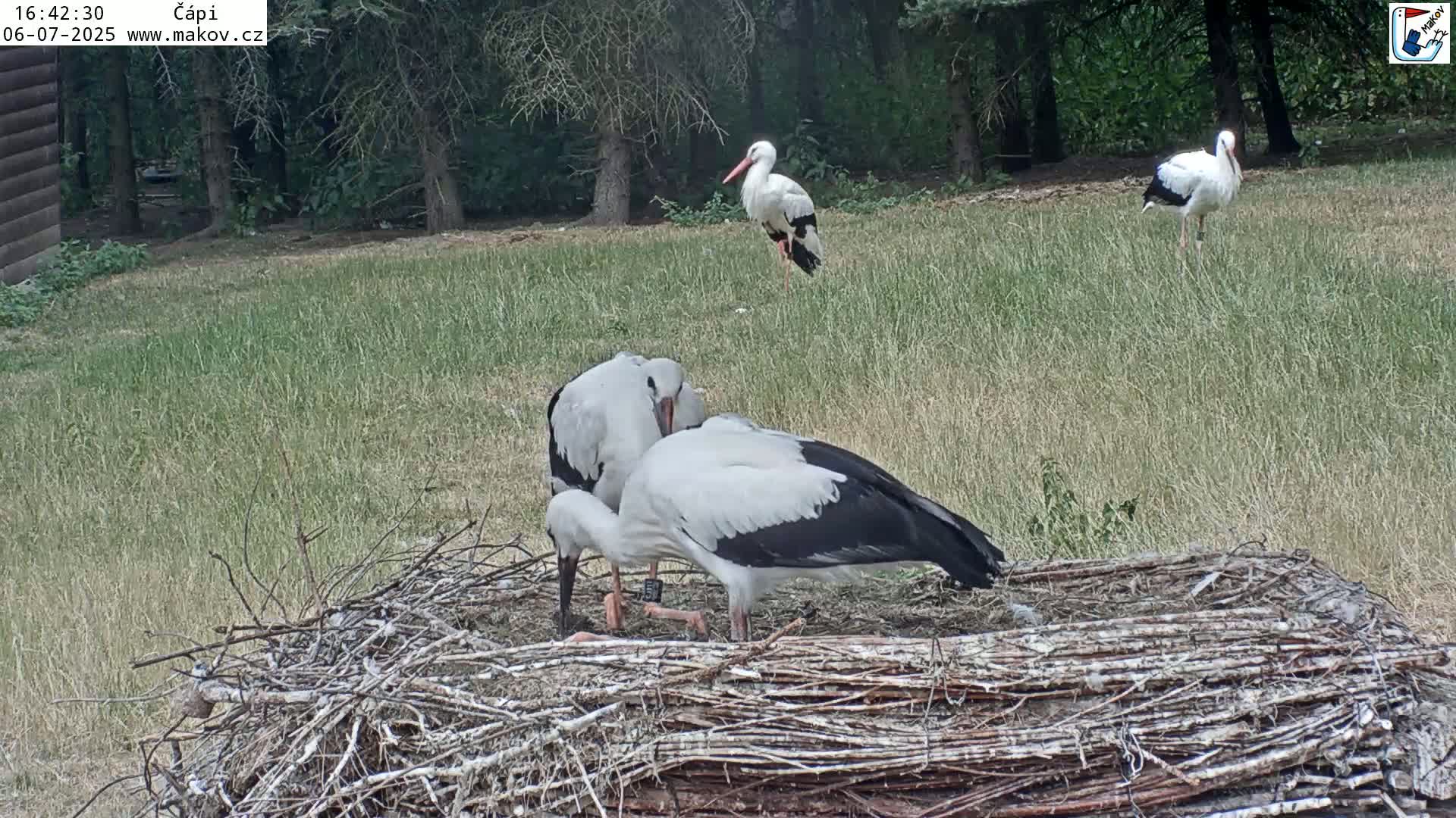 Pisek, Makov Animal Rescue Station Nest Live Cam - Cizova, Pisek, Juhočeský Kraj (South Bohemian), Czechia