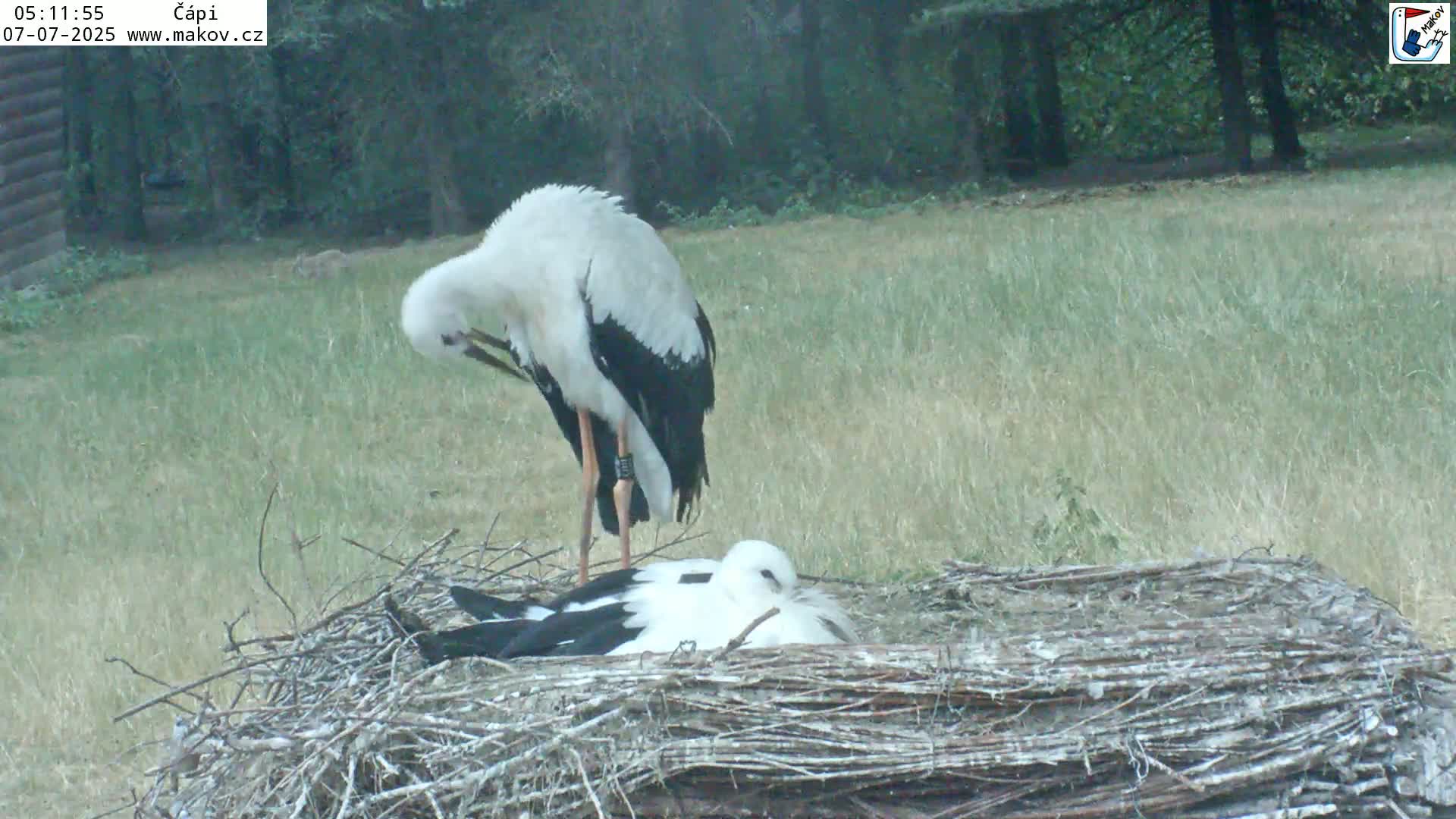 Pisek, Makov Animal Rescue Station Nest Live Cam - Cizova, Pisek, Juhočeský Kraj (South Bohemian), Czechia