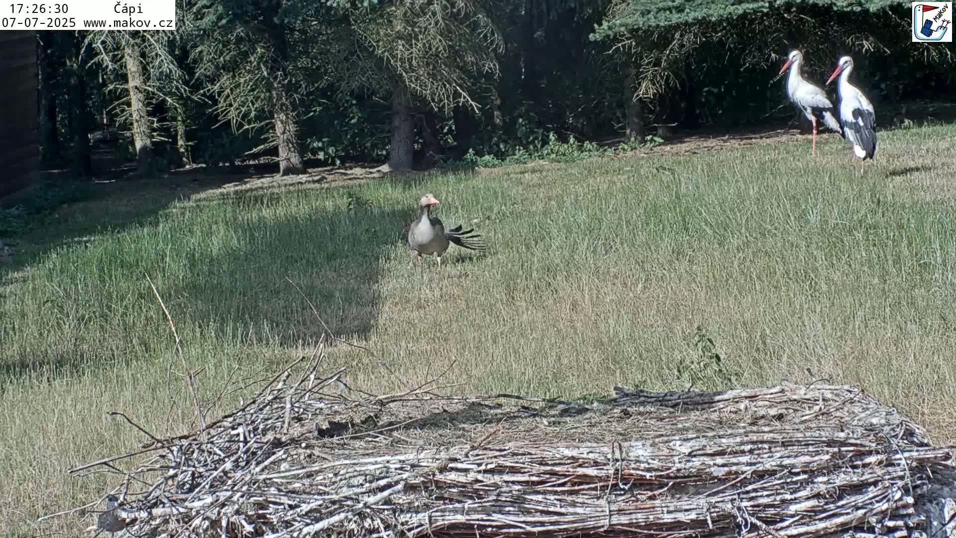Pisek, Makov Animal Rescue Station Nest Live Cam - Cizova, Pisek, Juhočeský Kraj (South Bohemian), Czechia