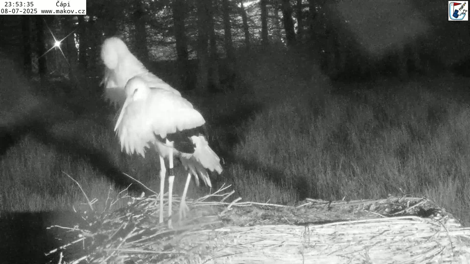 Pisek, Makov Animal Rescue Station Nest Live Cam - Cizova, Pisek, Juhočeský Kraj (South Bohemian), Czechia
