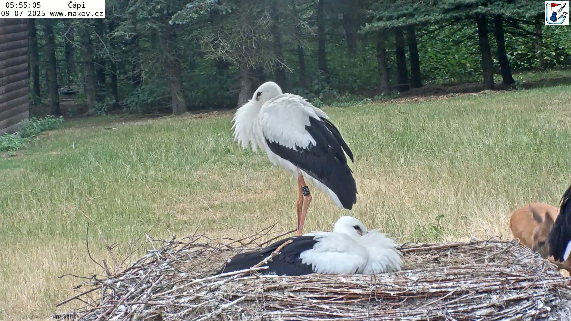 Pisek, Makov Animal Rescue Station Nest Live Cam - Cizova, Pisek, Juhočeský Kraj (South Bohemian), Czechia