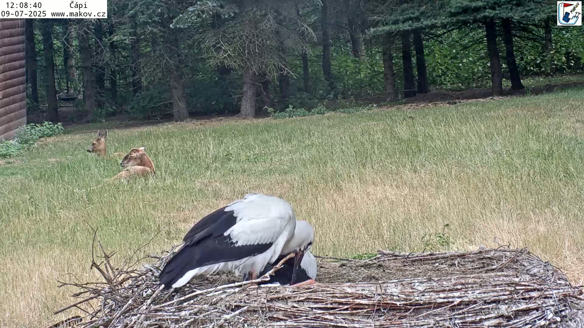 Pisek, Makov Animal Rescue Station Nest Live Cam - Cizova, Pisek, Juhočeský Kraj (South Bohemian), Czechia