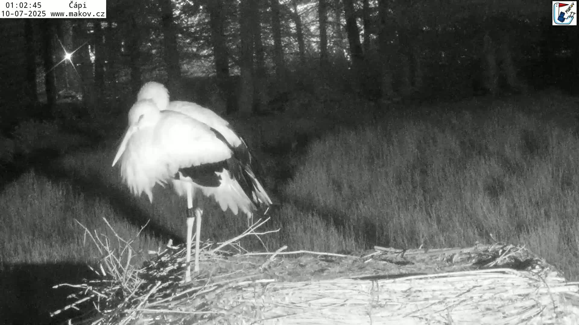 Pisek, Makov Animal Rescue Station Nest Live Cam - Cizova, Pisek, Juhočeský Kraj (South Bohemian), Czechia