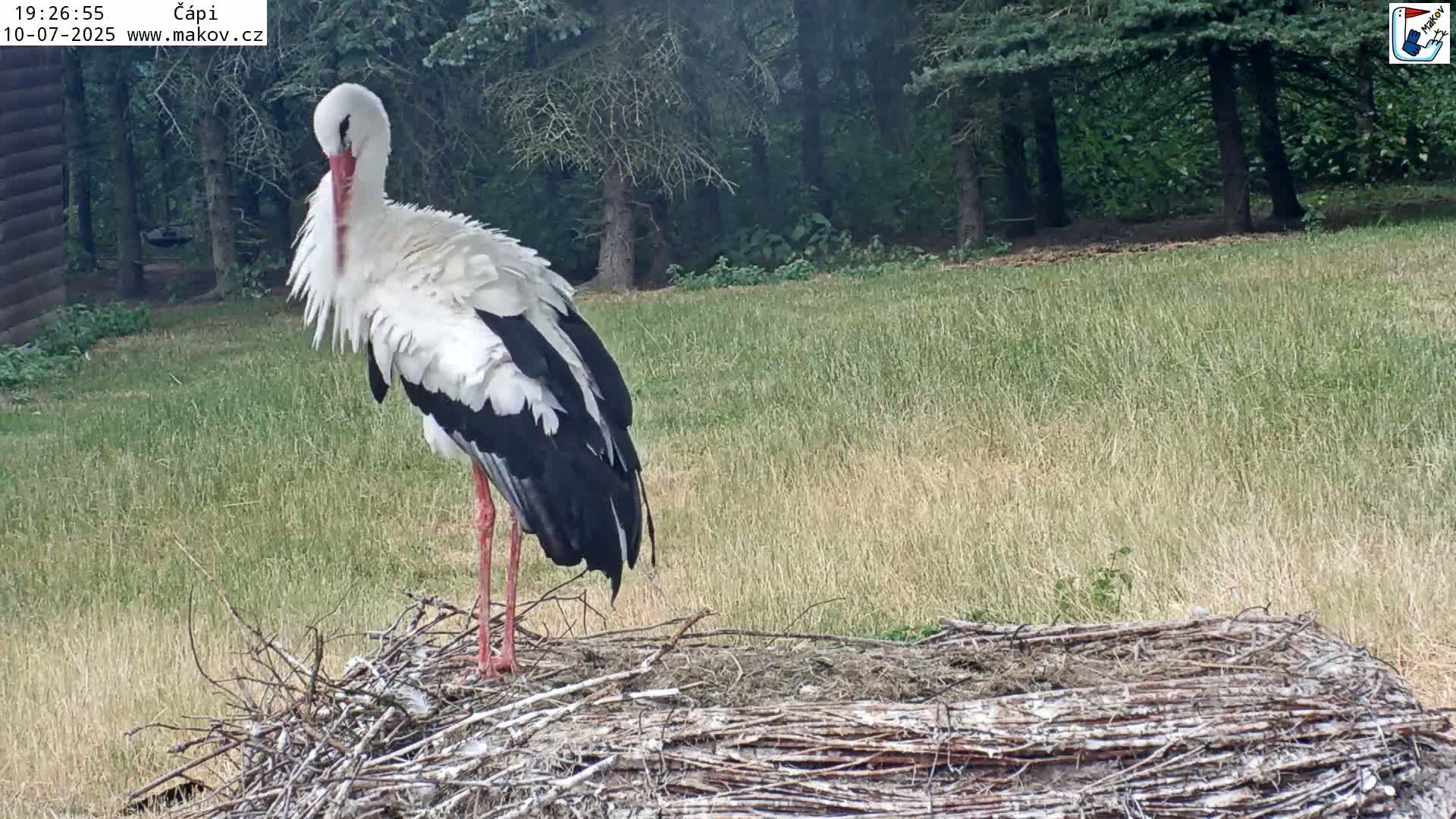 Pisek, Makov Animal Rescue Station Nest Live Cam - Cizova, Pisek, Juhočeský Kraj (South Bohemian), Czechia