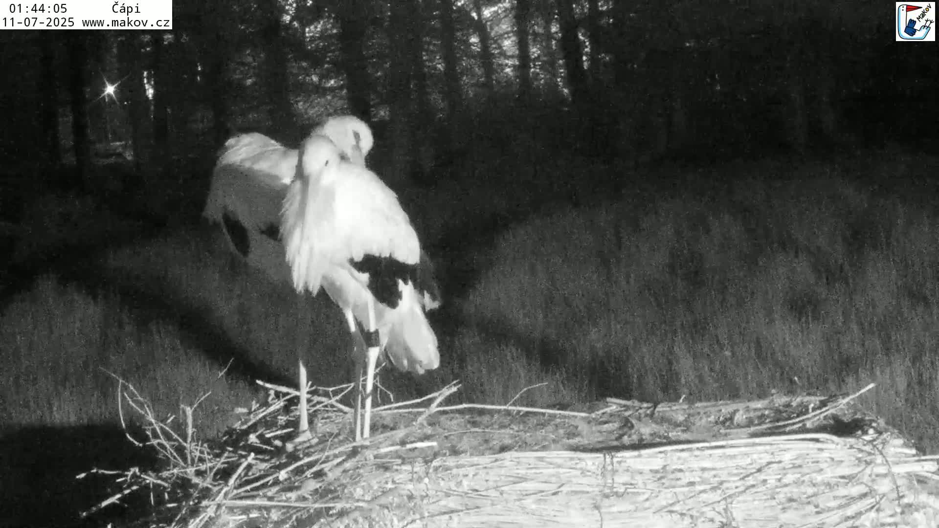 Pisek, Makov Animal Rescue Station Nest Live Cam - Cizova, Pisek, Juhočeský Kraj (South Bohemian), Czechia