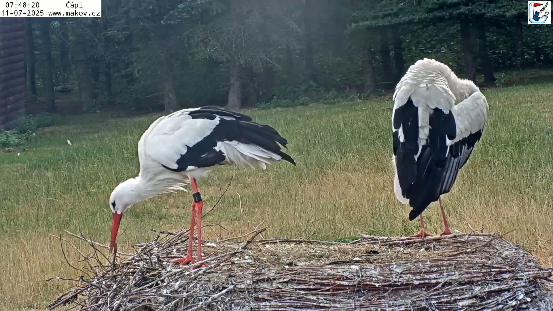 Pisek, Makov Animal Rescue Station Nest Live Cam - Cizova, Pisek, Juhočeský Kraj (South Bohemian), Czechia