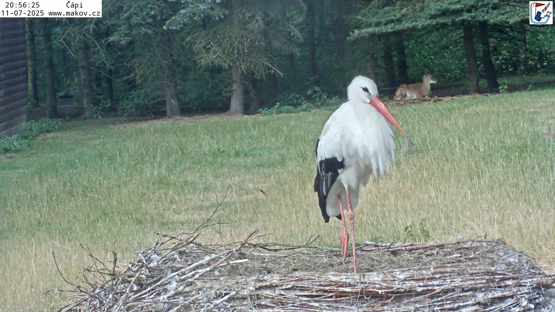 Pisek, Makov Animal Rescue Station Nest Live Cam - Cizova, Pisek, Juhočeský Kraj (South Bohemian), Czechia
